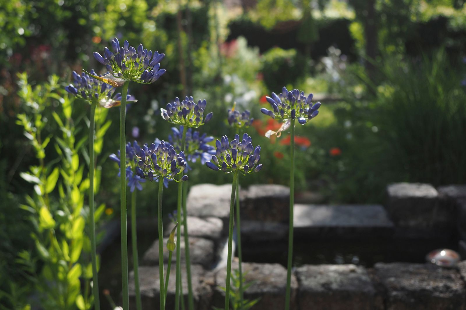 Gartenimpression 3